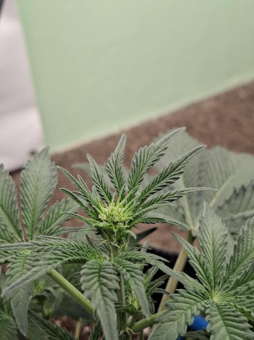 Fastbuds Mendo Frost Auto. Week 4