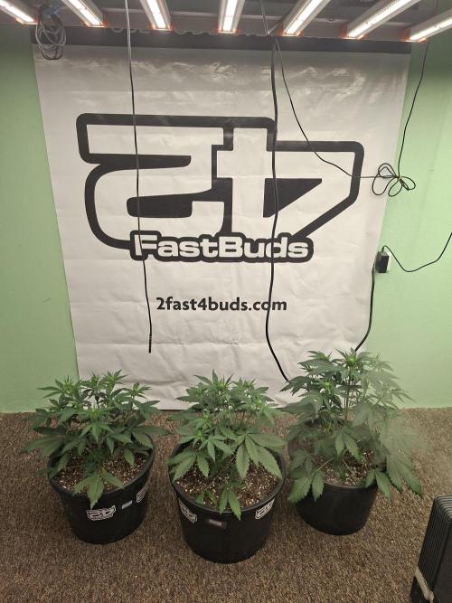 Fastbuds Guava Sundae. Week 4