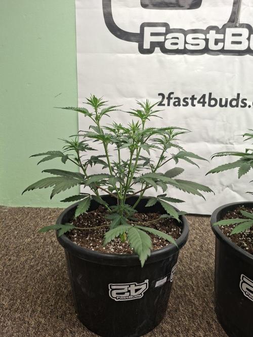 Fastbuds Guava Sundae. Week 4