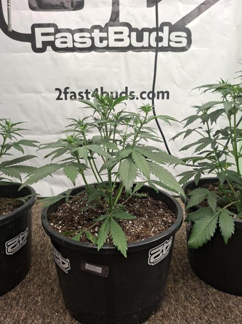 Fastbuds Guava Sundae. Week 4