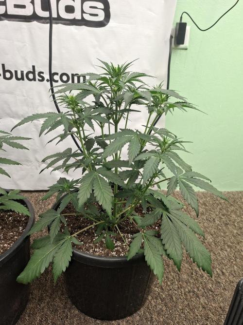 Fastbuds Guava Sundae. Week 4