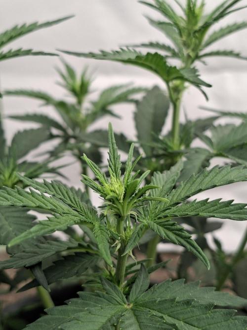 Fastbuds Guava Sundae. Week 4