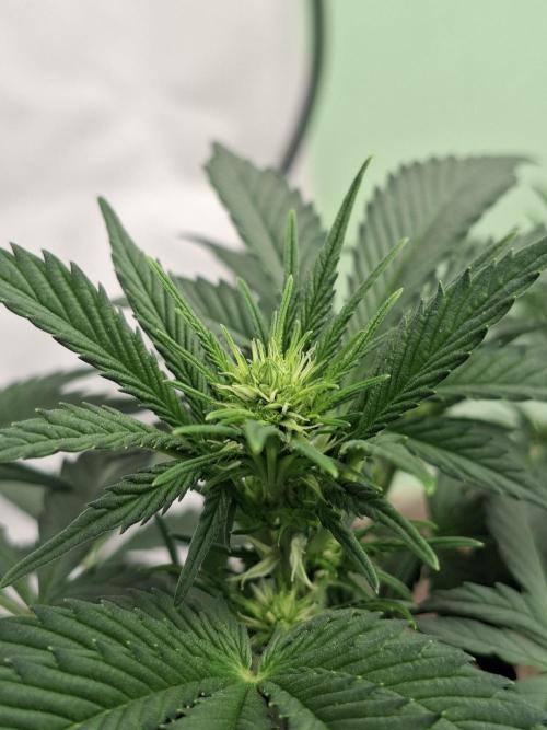 Fastbuds Guava Sundae. Week 4