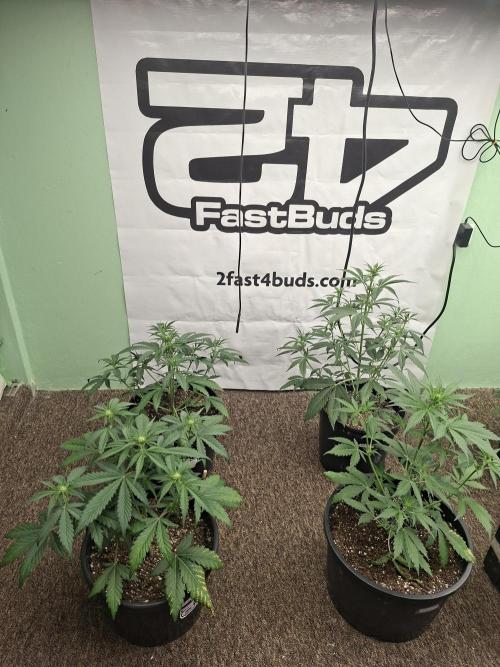 Fastbuds Banana Gauva Auto. Week 4