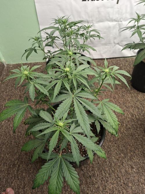 Fastbuds Banana Gauva Auto. Week 4