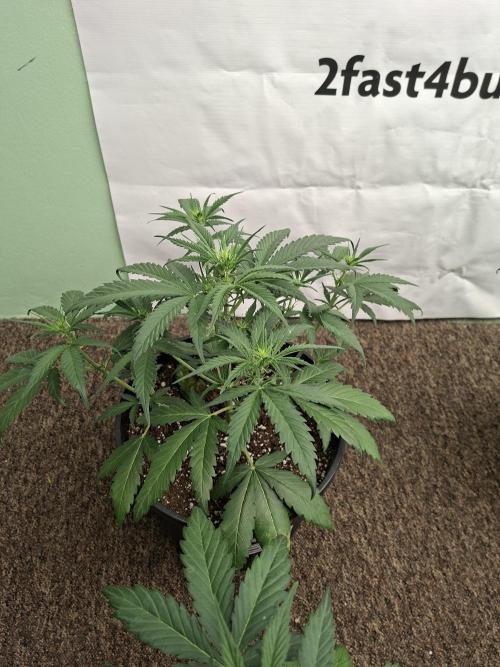 Fastbuds Banana Gauva Auto. Week 4