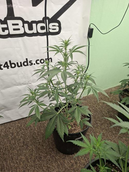 Fastbuds Banana Gauva Auto. Week 4