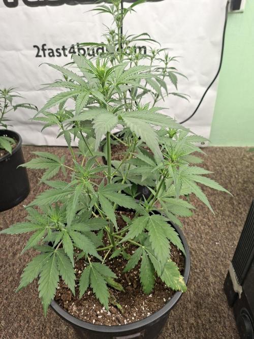 Fastbuds Banana Gauva Auto. Week 4