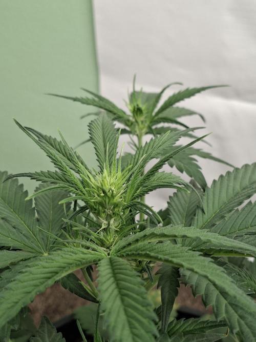 Fastbuds Banana Gauva Auto. Week 4