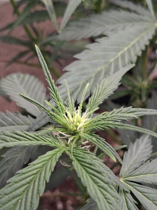 Fastbuds Banana Gauva Auto. Week 4