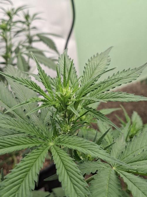 Fastbuds Banana Gauva Auto. Week 4