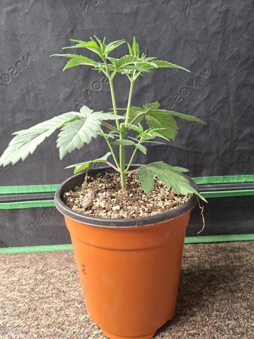 Fastbuds Purple Lemonade FF. Week 4