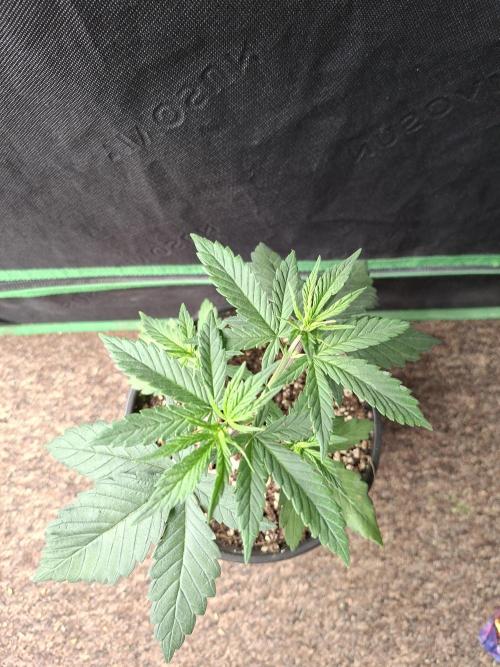 Fastbuds Purple Lemonade FF. Week 4