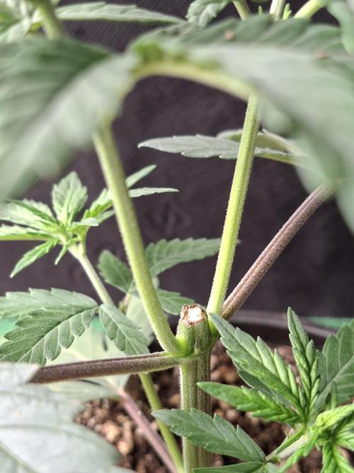 Fastbuds Purple Lemonade FF. Week 4