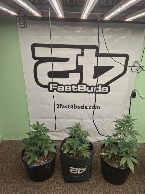 Fastbuds Starwberry Gorilla RF3. Week 4
