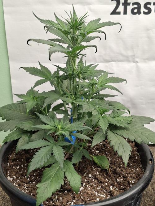 Fastbuds Starwberry Gorilla RF3. Week 4