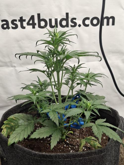Fastbuds Starwberry Gorilla RF3. Week 4
