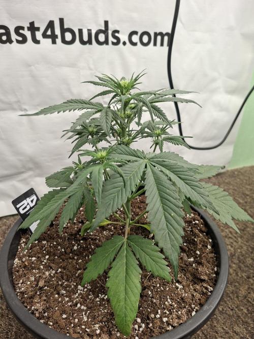 Fastbuds Starwberry Gorilla RF3. Week 4
