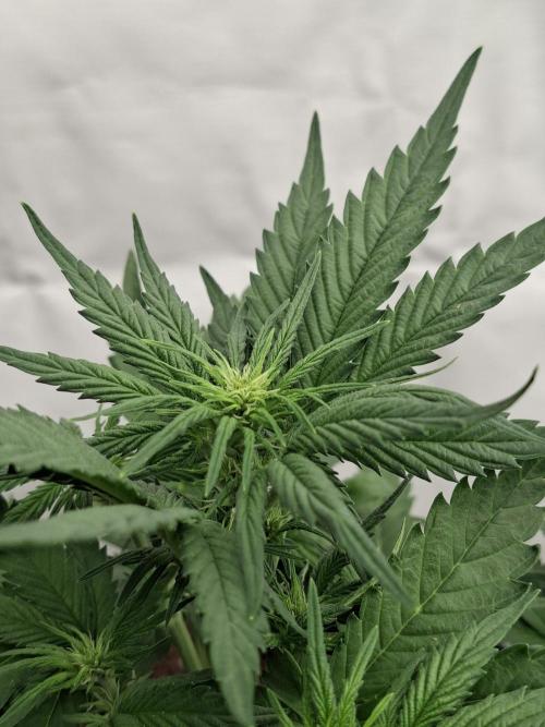 Fastbuds Starwberry Gorilla RF3. Week 4