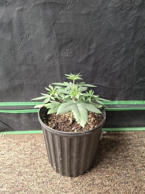 Zamnesia Seeds Permanent Marker. Week 3