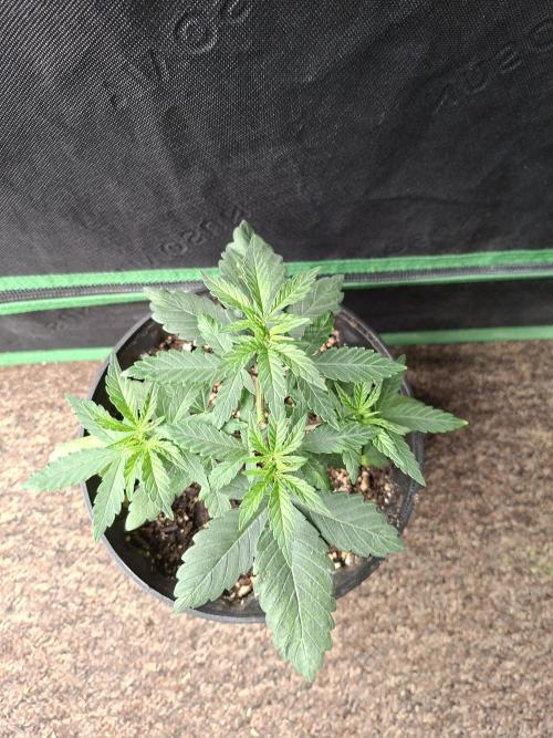 Zamnesia Seeds Permanent Marker. Week 3