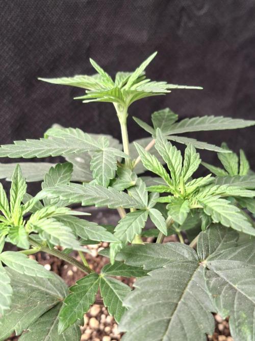 Zamnesia Seeds Permanent Marker. Week 3