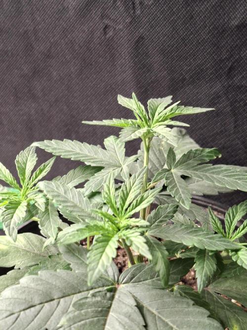 Zamnesia Seeds Permanent Marker. Week 3
