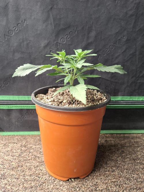 Zamnesia Seeds Kalani Asia. Week 4