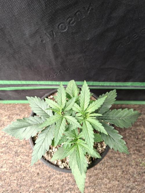 Zamnesia Seeds Kalani Asia. Week 4