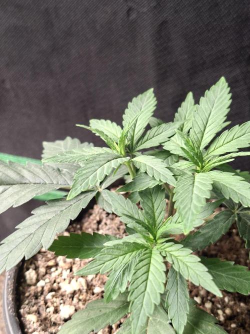 Grow Tent S448 48"x48"x80". Week 4