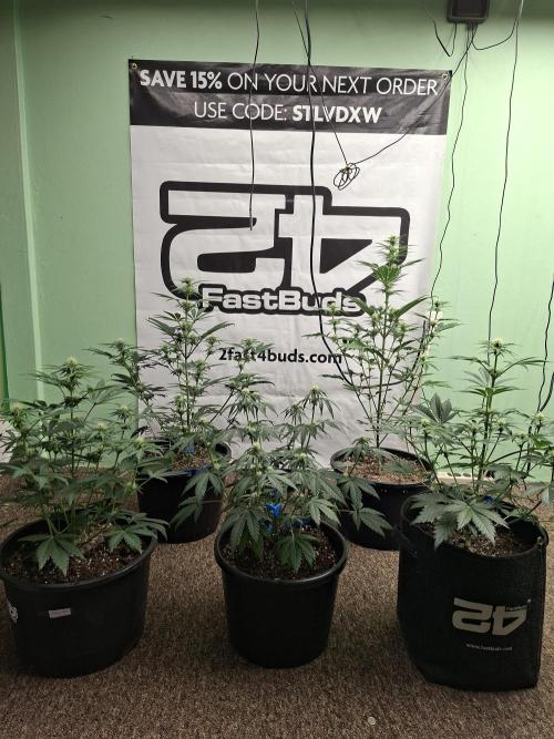 Fastbuds Mendo Frost Auto. Week 5