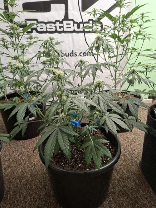 Fastbuds Mendo Frost Auto. Week 5
