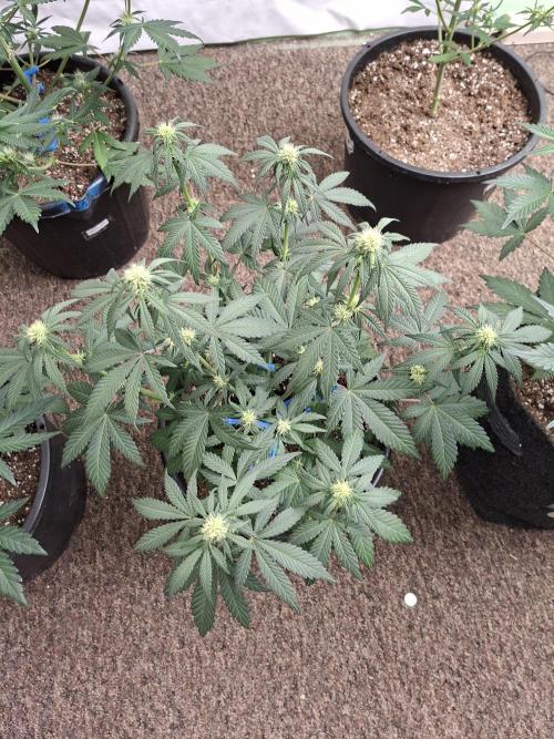 Fastbuds Mendo Frost Auto. Week 5