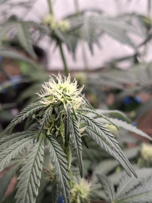 Fastbuds Mendo Frost Auto. Week 5
