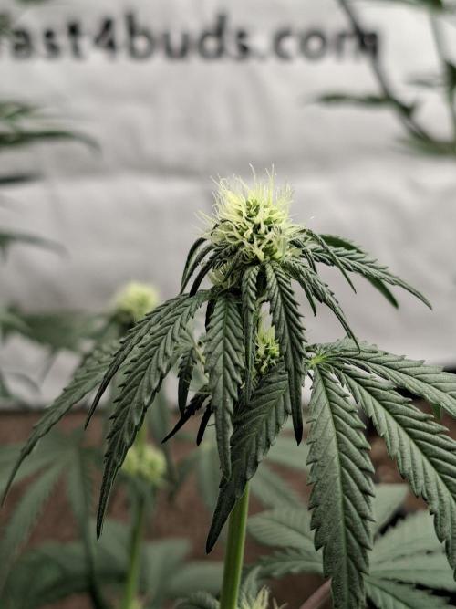 Fastbuds Mendo Frost Auto. Week 5