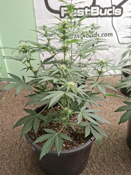Fastbuds Mendo Frost Auto. Week 5