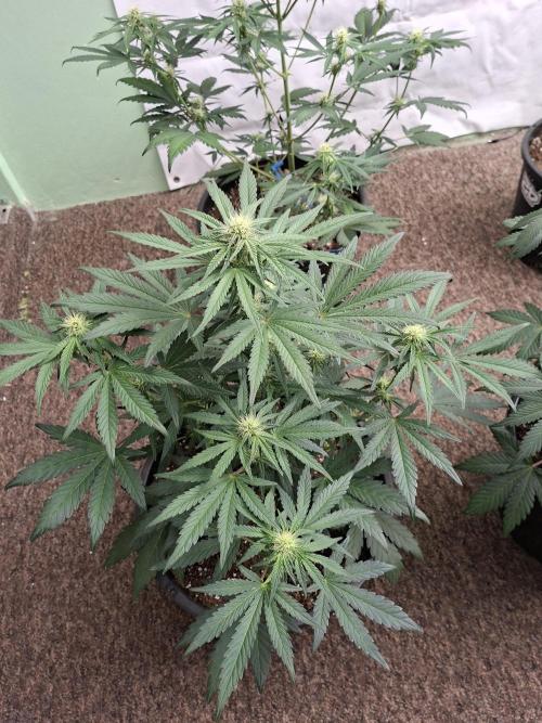 Fastbuds Mendo Frost Auto. Week 5