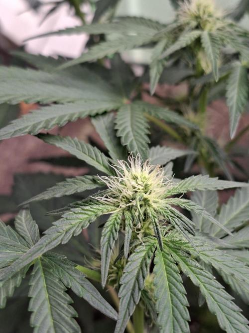 Fastbuds Mendo Frost Auto. Week 5