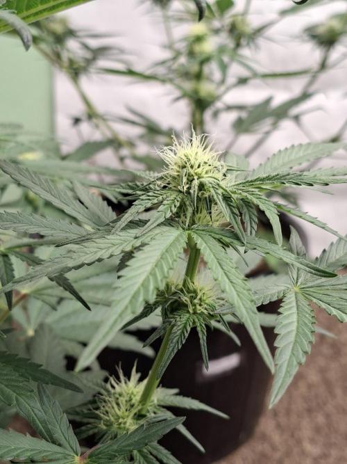 Fastbuds Mendo Frost Auto. Week 5