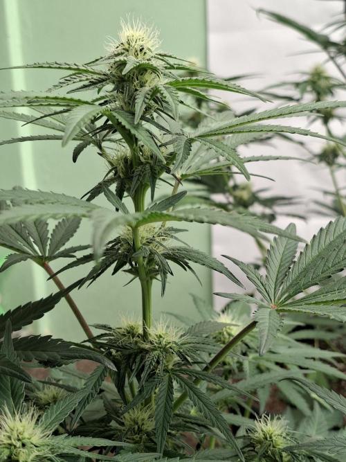 Fastbuds Mendo Frost Auto. Week 5
