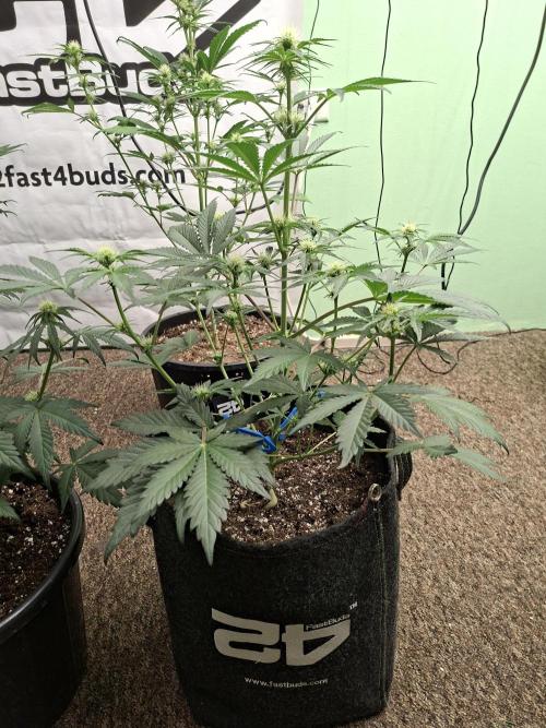 Fastbuds Mendo Frost Auto. Week 5