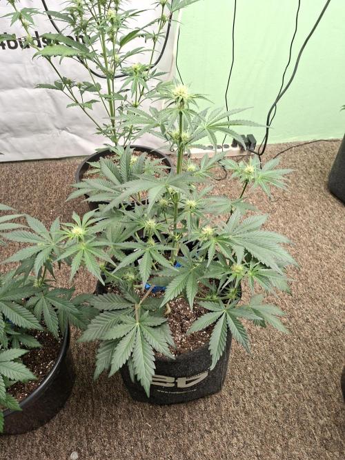 Fastbuds Mendo Frost Auto. Week 5