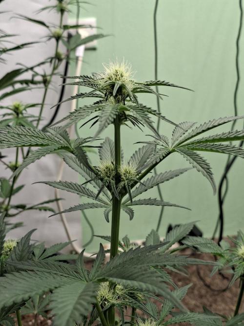 Fastbuds Mendo Frost Auto. Week 5