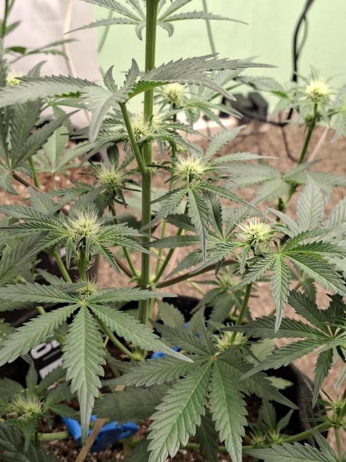 Fastbuds Mendo Frost Auto. Week 5
