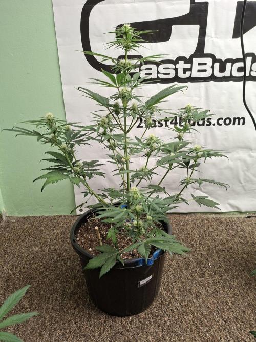 Fastbuds Mendo Frost Auto. Week 5