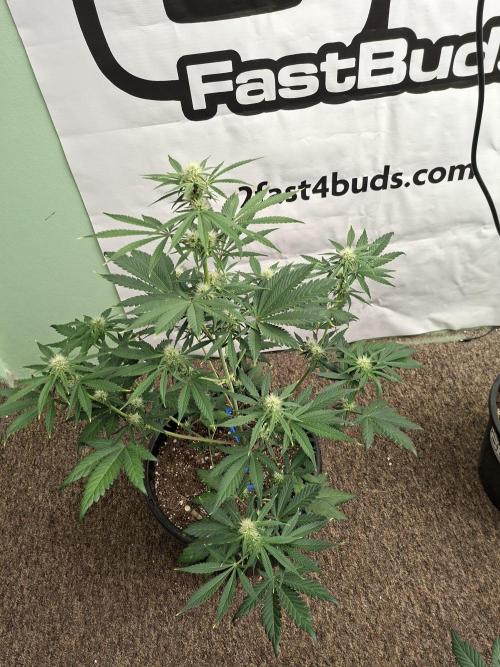 Fastbuds Mendo Frost Auto. Week 5