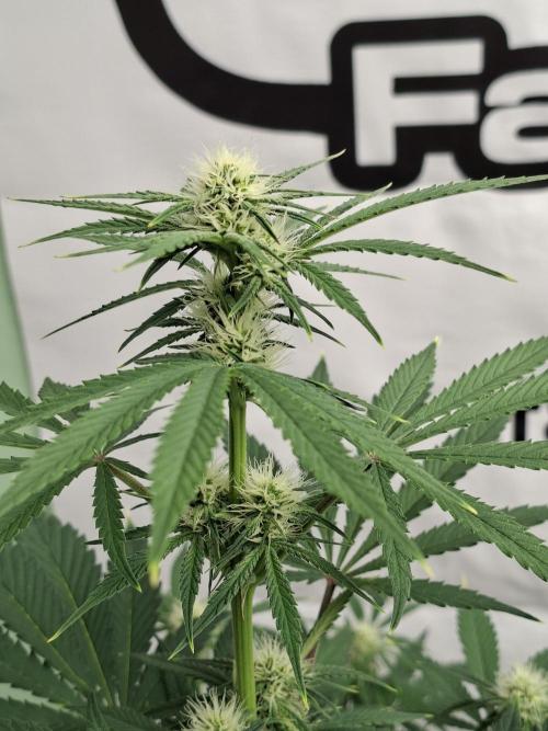 Fastbuds Mendo Frost Auto. Week 5