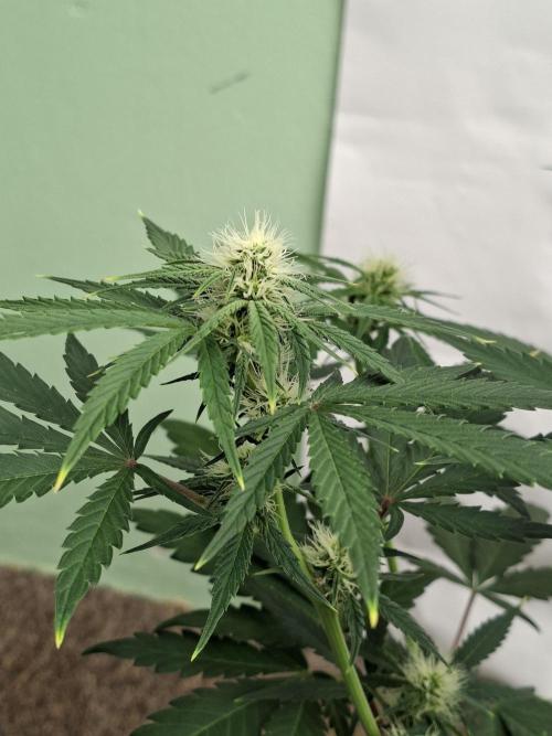 Fastbuds Mendo Frost Auto. Week 5