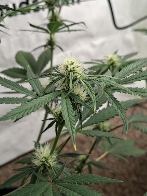 Fastbuds Mendo Frost Auto. Week 5
