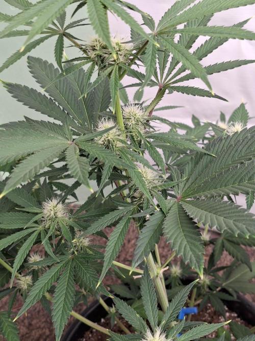 Fastbuds Mendo Frost Auto. Week 5